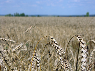Рожь