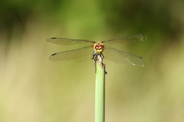 Heidelibelle, face to face 3