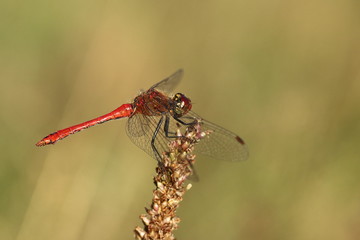 Heidelibelle