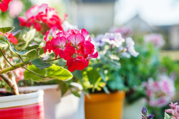 geranium flowers