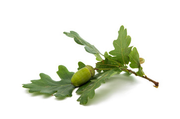 Green acorn