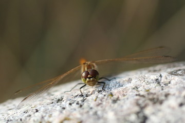 Heidelibelle auf face to face 1