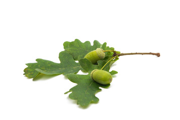 Green acorn