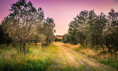 Tuscan olive field