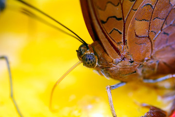 Smooth-eyed Bushbrown