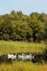 Flock of geese swimming on river