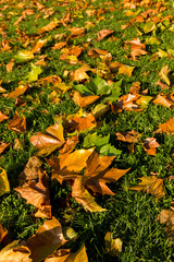 farbige Blätter im Herbst in einem Park