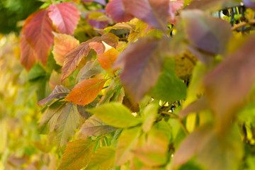 farbige Blätter im Herbst in einem Park
