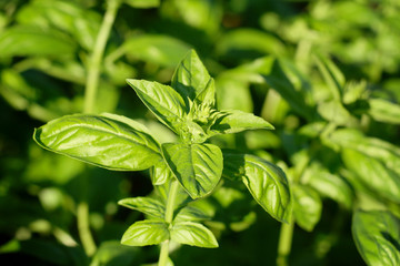 Basil leaves. ocimum basilicum