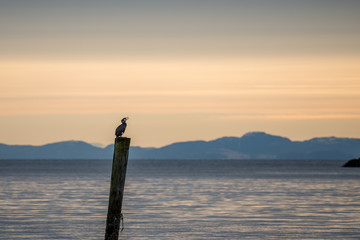 Cormorant in the early morning