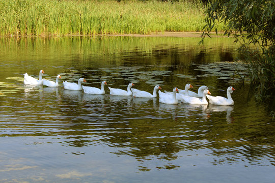 Geese swimming in tandem