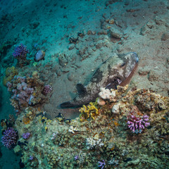 Tropical fish