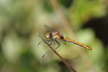 Heidelibelle