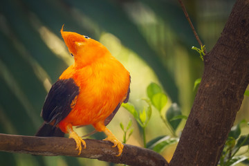 Orange colorful bird, Cotinga, Cock on the rock