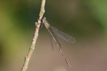 Weidenjungfer