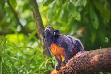 White-lipped tamarin, monkey sitting in a tree.