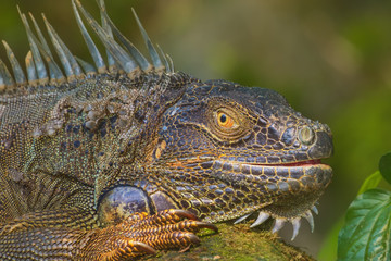 Close-up of a Green Iguana, Reptile