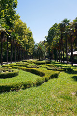 Landscaped garden with a lawn and palm trees