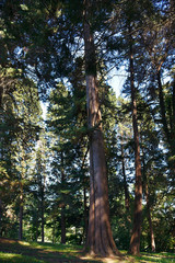 Fototapeta premium Old coniferous forest on a sunny day