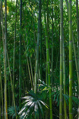 Thickets of bamboo in the tropical forest
