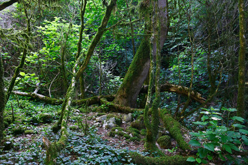 Old impassable boxwood forest on a sunny day