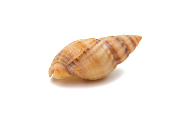 shell