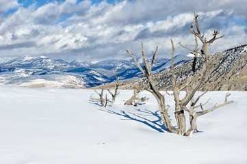 Yellowstone Trees in Winter