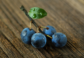 Blackthorn on a wooden