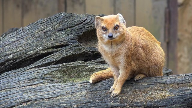 Yellow mongoose (Cynictis penicillata).