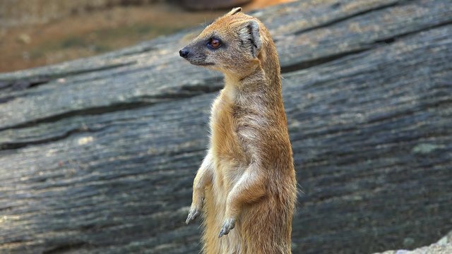 Yellow mongoose (Cynictis penicillata).