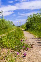 Dirt gravel road through the meadow on foreground flowers of red clover. 