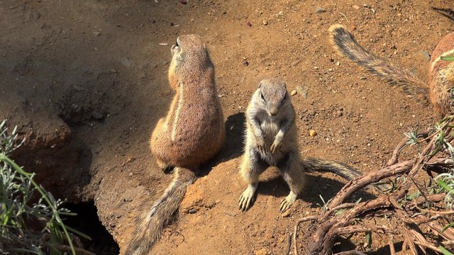 Cape ground squirrels (Xerus inauris) at burrow entrance.