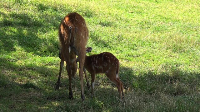 Young Deer sucks milk from his mother.
