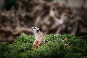 Meerkat standing on the stone
