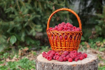 Fototapeta na wymiar Fresh raspberries in the basket 