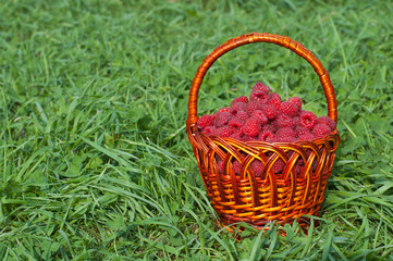 Naklejka na ściany i meble Fresh raspberries in the basket 