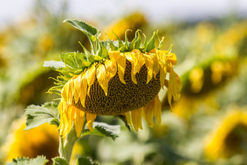 closeup of a withered sunflower in sunny daylight