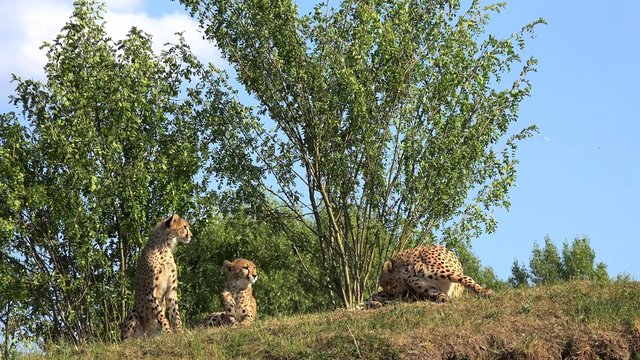 Family of cheetah (Acinonyx jubatus).