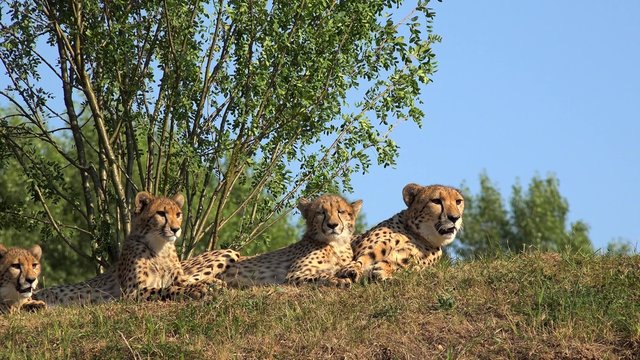 Family of cheetah (Acinonyx jubatus).