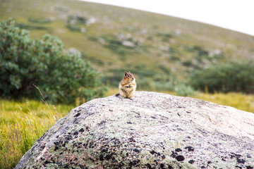 Cute Marmot Standing on Rock in Mountain and Fields