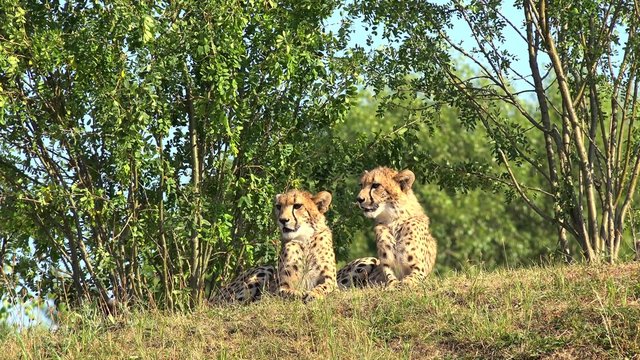 Cheetah cubs  (Acinonyx jubatus).