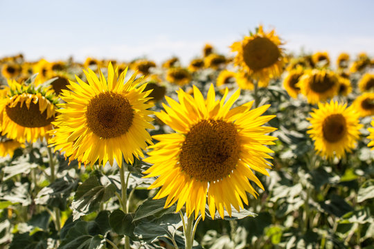 field of real sunflowers in natural daylight © STUDIO GRAND WEB