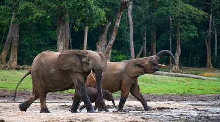 Fototapeta premium Forest elephants in the jungle. National Park Dzanga Sanga Africa.