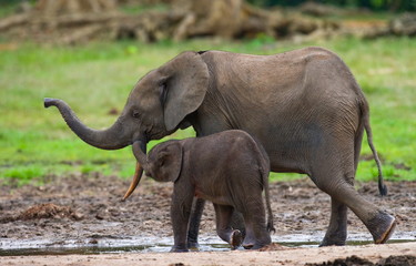 Forest elephants in the jungle. National Park Dzanga Sanga Africa.