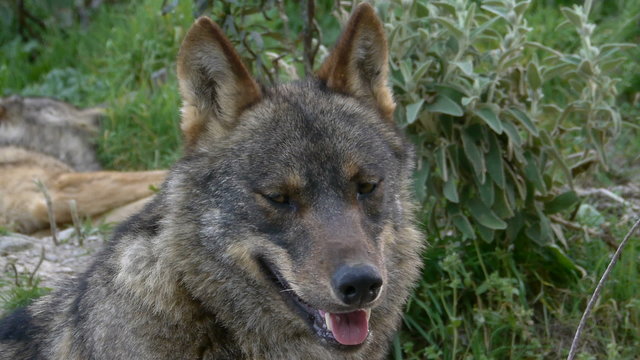  closeup of Iberian wolf head with his eyes and fangs