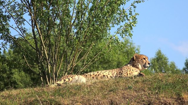 Resting adult of Cheetah  (Acinonyx jubatus).