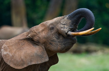 Forest elephants in the jungle. National Park Dzanga Sanga Africa.