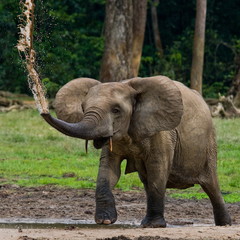 Fototapeta premium Forest elephants in the jungle. National Park Dzanga Sanga Africa.