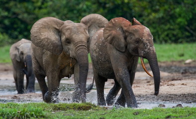 Forest elephants in the jungle. National Park Dzanga Sanga Africa.