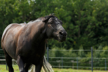 Drohzendes Fellpony